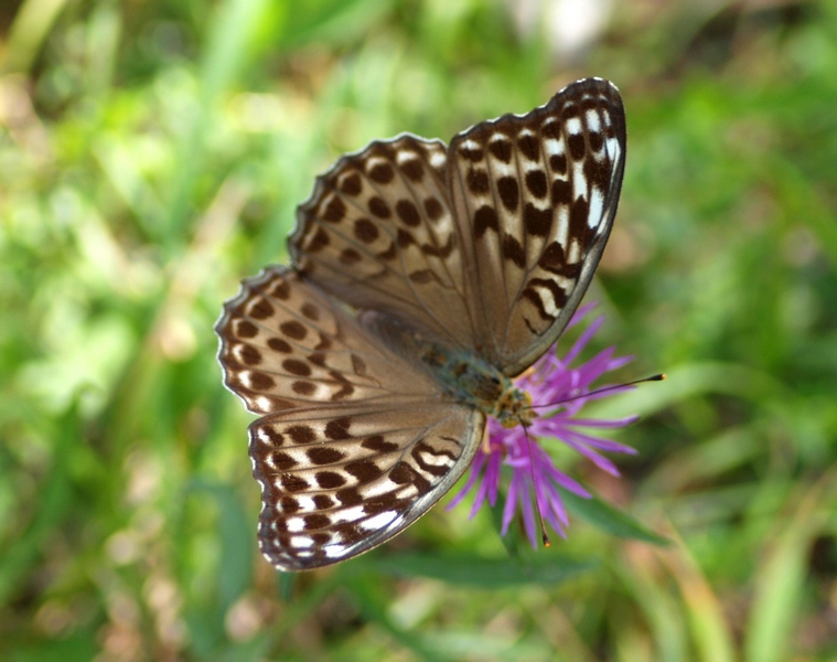 Nymphalidae